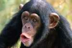 2354795-chimpanzee_picture